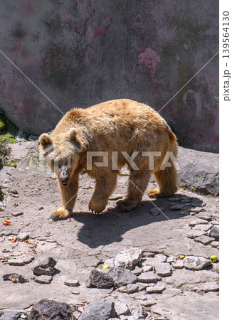 Bear moves slowly through rocky terrain under bright sunlight 139564130