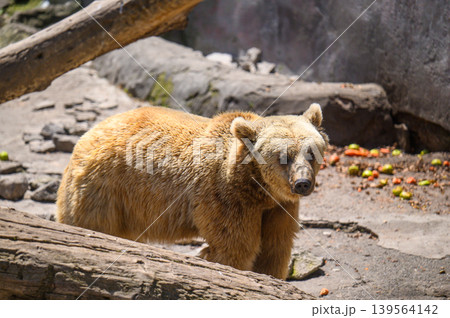 Brown bear is walking near a tree trunk on rocky ground with scattered berries Brown bear is walking near a tree trunk on rocky ground with scattered berries 139564142