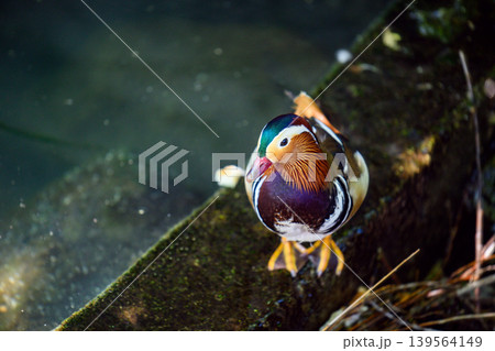 Mandarin duck perched on wet stone near calm water Mandarin duck perched on wet stone near calm water 139564149