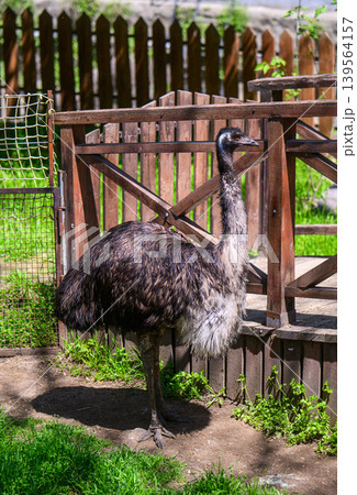 Large emu bird in outdoor pen with wood fencing and grass 139564157