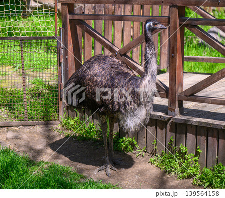 Large flightless bird standing in outdoor enclosure with wooden fence 139564158