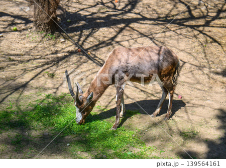 Kudu antelope eats fresh grass in sunny woodland Kudu antelope eats fresh grass in sunny woodland 139564161
