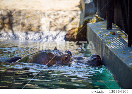 Close-up of hippopotamus in pool 139564163