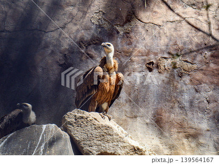 Griffon vulture on cliff Griffon vulture on cliff 139564167