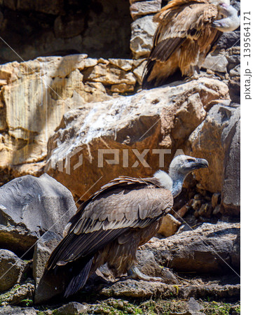 Two vultures rest on sunlit rocks 139564171