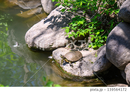 Sunny day near stream with turtle on stone Sunny day near stream with turtle on stone 139564172