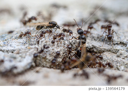 Close-up of worker ants on textured rock 139564179