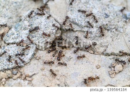 Detailed view of ants on cracked rock Detailed view of ants on cracked rock 139564184