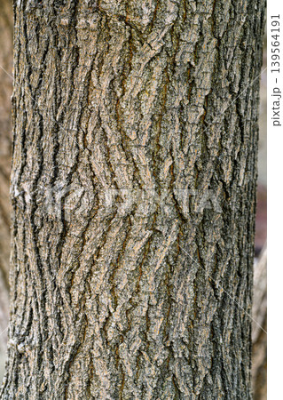 Detailed bark surface with grooves and moss patches Detailed bark surface with grooves and moss patches 139564191
