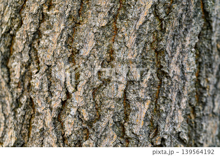 Textured tree bark with rugged, cracked surface in earthy tones Textured tree bark with rugged, cracked surface in earthy tones 139564192
