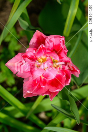 Close-up of colorful tulip flower 139564196