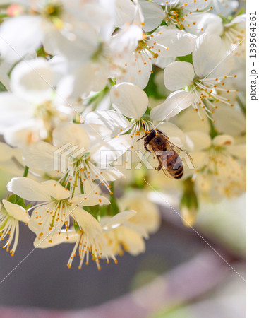 Close-up of honeybee on white blossoms, soft focus background Close-up of honeybee on white blossoms, soft focus background 139564261