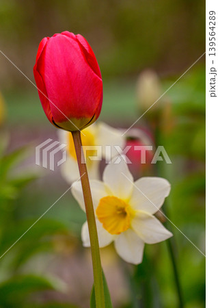 Red tulip flower bud and white daffodil in soft focus, spring garden background 139564289