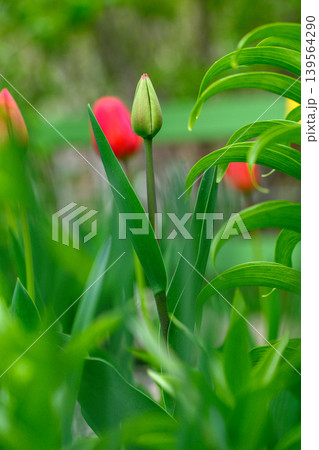 Close-up of a tulip bud with red blooms behind 139564290