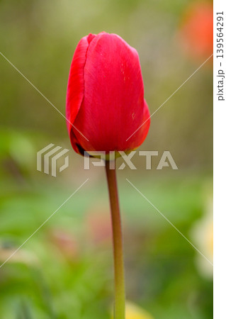 Unopened red tulip bud with smooth surface 139564291