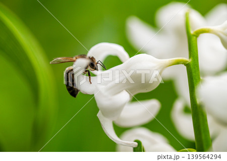 Close-up of bee on white flower with green background Close-up of bee on white flower with green background 139564294