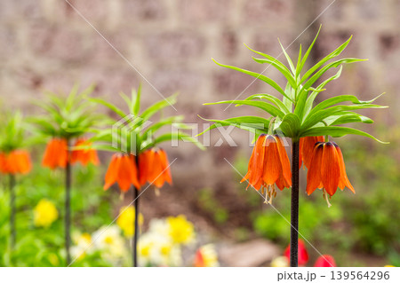 Crown imperial blooms with orange flowers and green leaves 139564296
