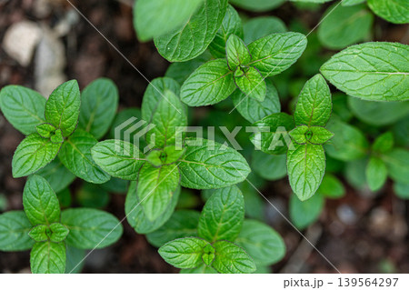 Close-up view of mint plants with green leaves 139564297