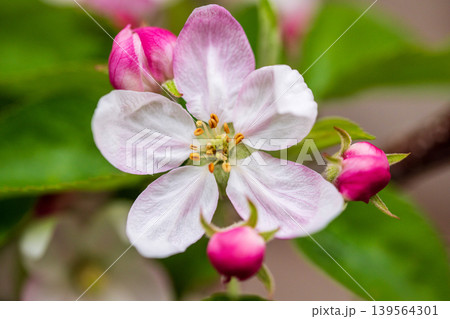 Single pink-white apple flower on a branch with unfurling buds 139564301