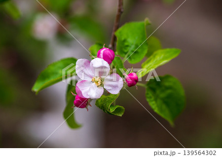 Close-up of a single apple flower with unopened buds and fresh green leaves 139564302