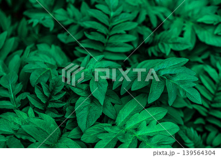 Close-up shot of lush, green fern foliage Close-up shot of lush, green fern foliage 139564304