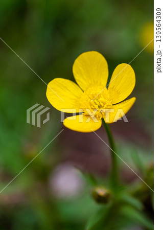 Close-up of a single yellow buttercup flower against a natural 139564309