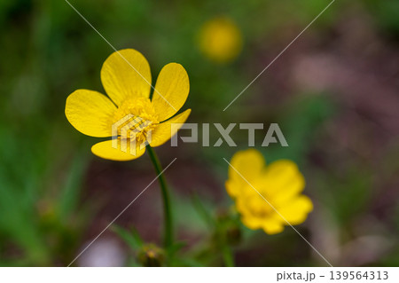 Small yellow wildflower close-up with soft background Small yellow wildflower close-up with soft background 139564313