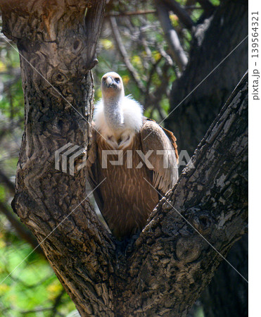 Vulture perched on tree branch in forest daylight 139564321