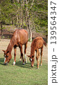 A brown mare and her young foal grazing together on a green pasture with a natural forest background 139564347