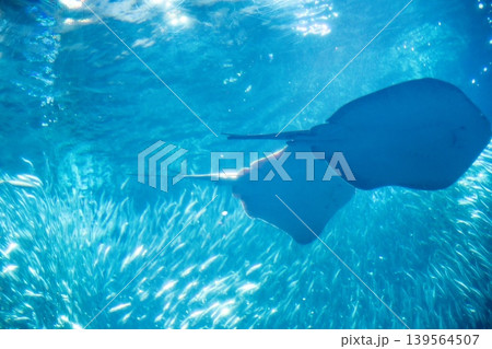 水中を優雅に泳ぐエイと魚群 水中を優雅に泳ぐエイと魚群 139564507
