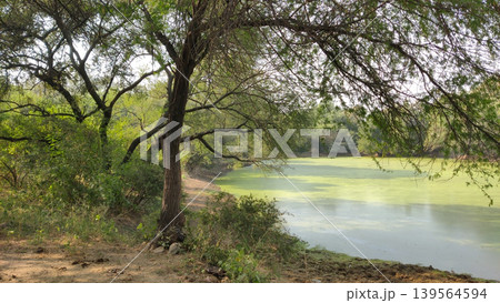 Algae bloom floating on still pond water near dense woodland Algae bloom floating on still pond water near dense woodland 139564594