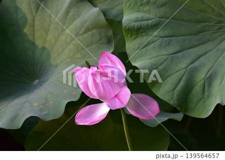 ハスの花 ハスの花 139564657