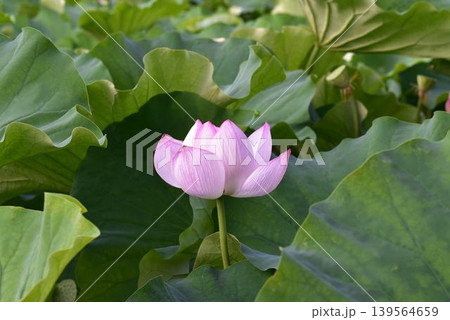 ハスの花 ハスの花 139564659