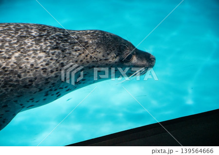 青い水の世界で泳ぐアザラシ 139564666
