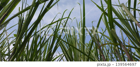 rice plant in rice field rice plant in rice field 139564697