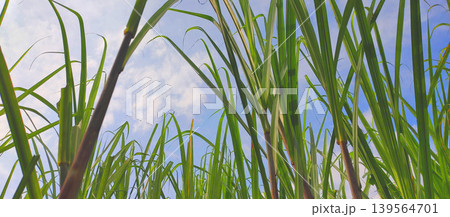 grass with blue sky grass with blue sky 139564701