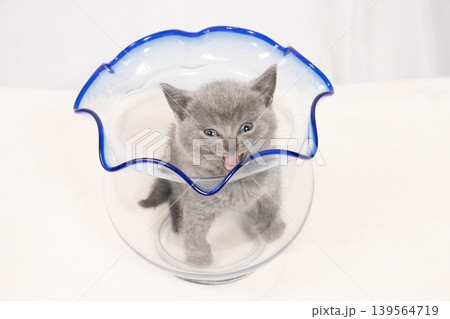 白背景と金魚鉢に入ったシャルとリューの仔猫 白背景と金魚鉢に入ったシャルとリューの仔猫 139564719