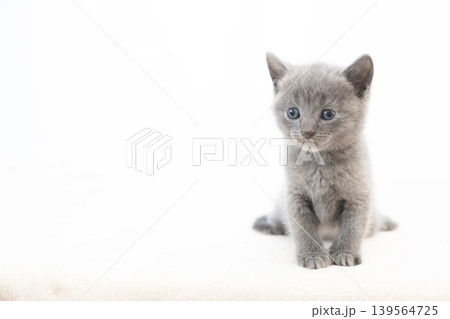 白背景とシャルトリューの仔猫 139564725