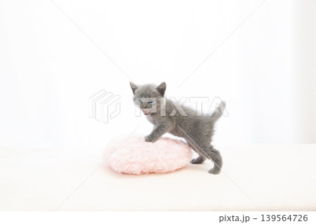 白背景で振り向くシャルトリューの仔猫 139564726