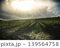 Where the Sun Meets the Vineyards 139564758