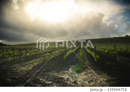 Where the Sun Meets the Vineyards 139564758