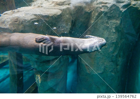 水中のカワウソ 水中のカワウソ 139564762
