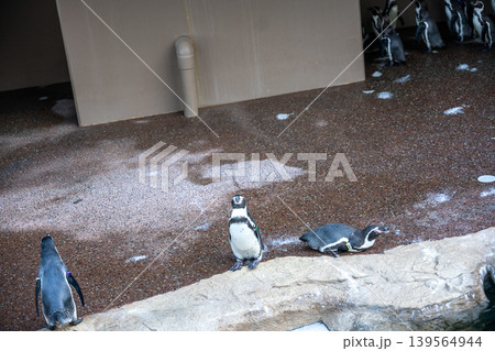 水辺でくつろぐペンギンたち 水辺でくつろぐペンギンたち 139564944