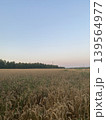 Golden Barley Field at Sunset with Warm Light. Peaceful Rural Summer Landscape. 139564977