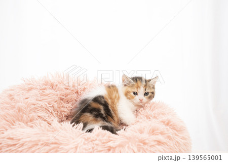 白背景とピンクのベッドに入ったスコティシュフォールドの仔猫 139565001