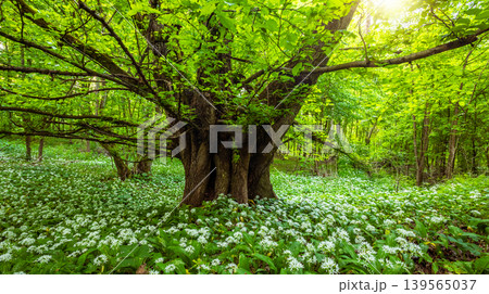 Ancient old tree surrounded by blooming wild garlic flowers in lush green spring forest with fresh foliage and peaceful natural woodland atmosphere Ancient old tree surrounded by blooming wild garlic flowers in lush green spring forest with fresh foliage and peaceful natural woodland atmosphere 139565037