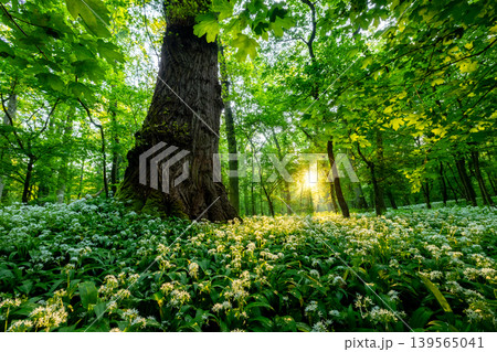 Beautiful sunrise shining through spring forest covered with blooming wild garlic flowers and fresh green foliage in peaceful natural woodland landscape Beautiful sunrise shining through spring forest covered with blooming wild garlic flowers and fresh green foliage in peaceful natural woodland landscape 139565041