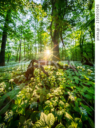 Sunrise shining through old tree stump in spring forest covered with blooming wild garlic flowers and lush green foliage in peaceful natural woodland landscape Sunrise shining through old tree stump in spring forest covered with blooming wild garlic flowers and lush green foliage in peaceful natural woodland landscape 139565048