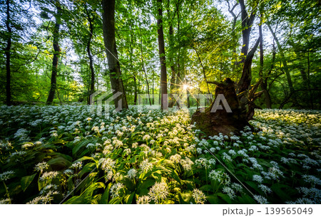 Sunrise shining through old tree stump in spring forest covered with blooming wild garlic flowers and lush green foliage in peaceful natural woodland landscape Sunrise shining through old tree stump in spring forest covered with blooming wild garlic flowers and lush green foliage in peaceful natural woodland landscape 139565049