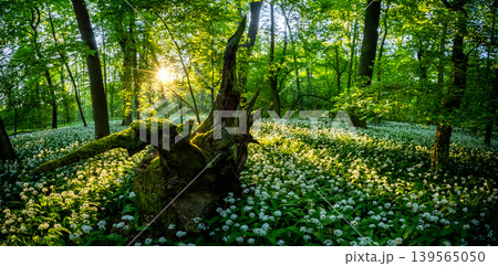 Sunrise shining through old tree stump in spring forest covered with blooming wild garlic flowers and lush green foliage in peaceful natural woodland landscape Sunrise shining through old tree stump in spring forest covered with blooming wild garlic flowers and lush green foliage in peaceful natural woodland landscape 139565050